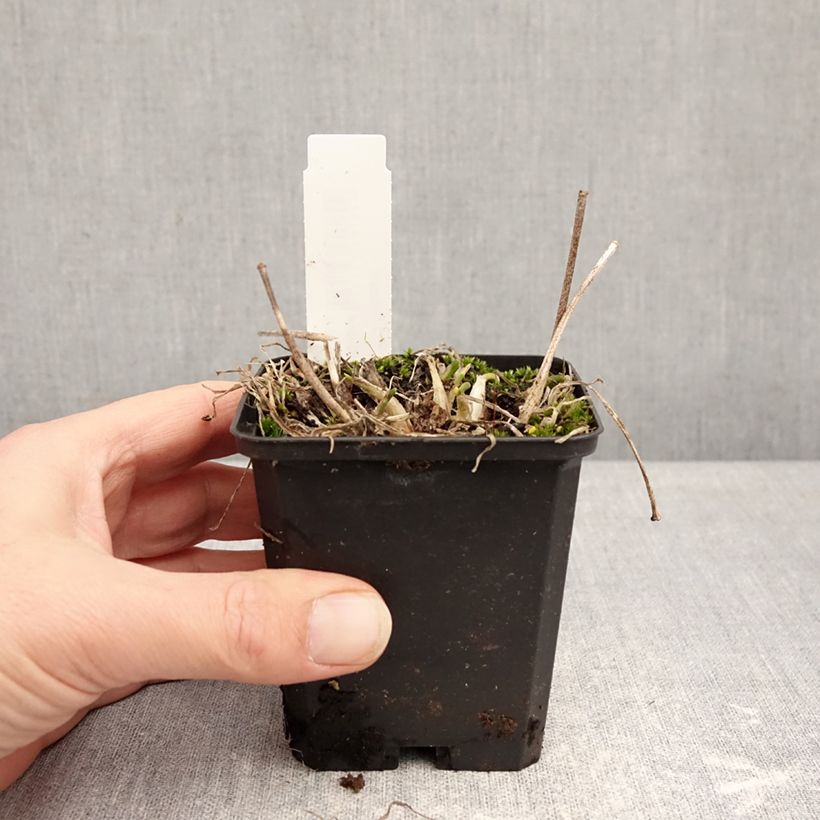 Allium senescens subsp. montanum - Aglio montano Vasetto da 8/9 cm taglia I esemplare consegnato in inverno