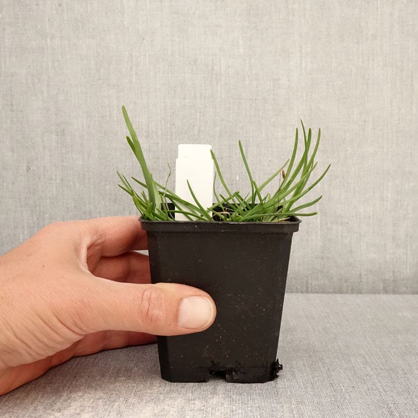 Allium senescens subsp. montanum - Aglio montano Vasetto da 8/9 cm taglia I esemplare consegnato in primavera