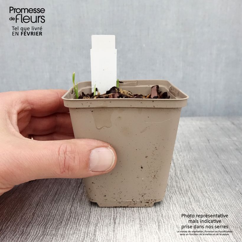 Allium Serendipity - Aglio ornamentale Vasetto da 8/9 cm esemplare consegnato in inverno