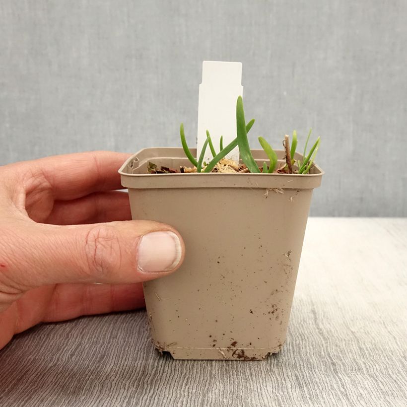 Allium Serendipity - Aglio ornamentale Vasetto da 8/9 cm esemplare consegnato in primavera