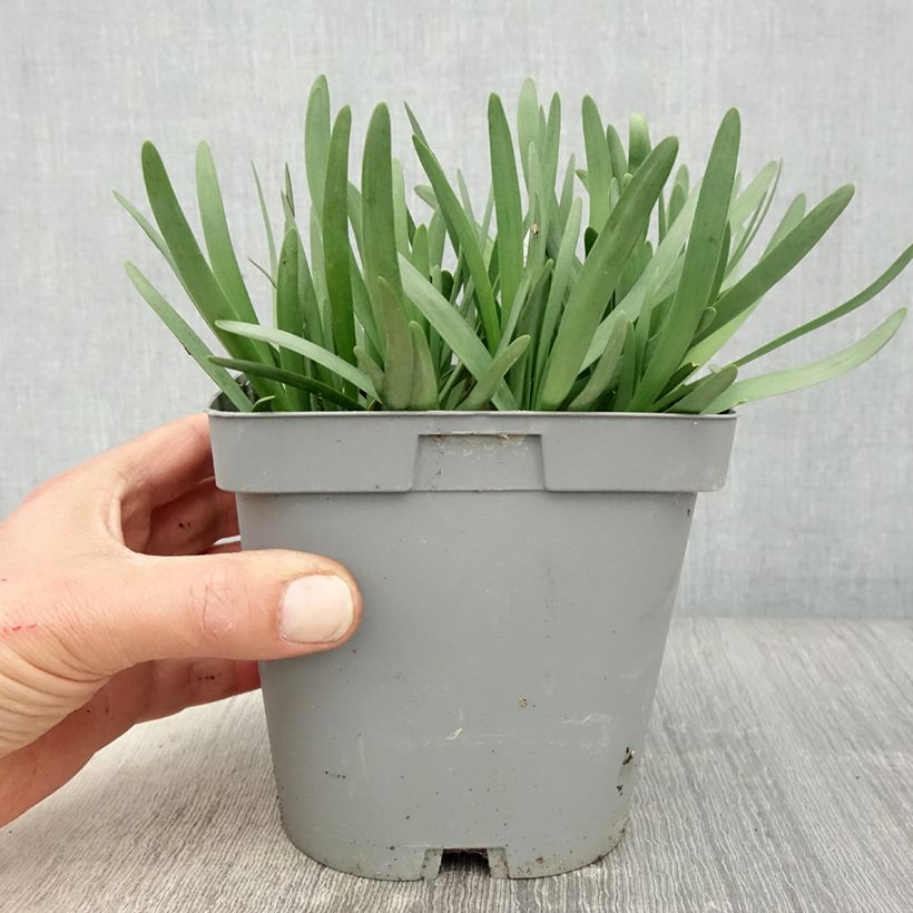 Allium Serendipity - Aglio ornamentale Vaso da 2L/3L esemplare consegnato in primavera