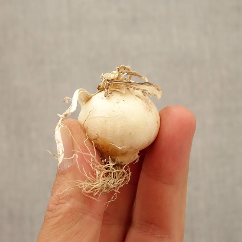 Esemplare di Allium multibulbosum Silver Spring - Aglio ornamentale Bulbo taglia 10+ come consegnato in autunno