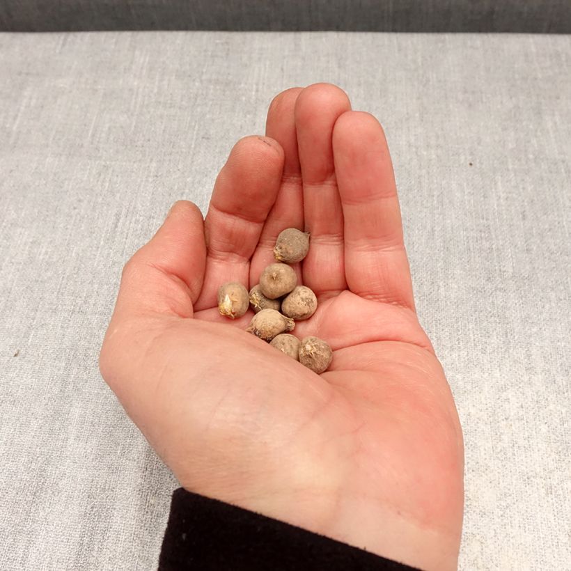 Allium sphaerocephalon - Aglio delle bisce Bulbo taglia 4+ esemplare consegnato in primavera