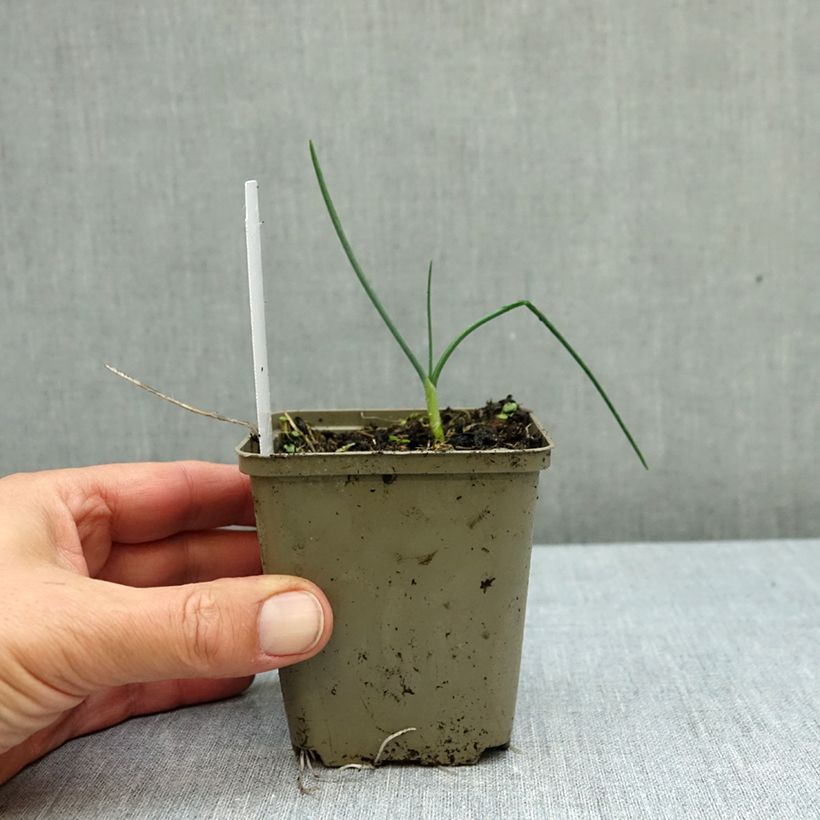 Esemplare di Allium sphaerocephalon - Aglio delle bisce Vasetto da 8/9 cm taglia 6+ come consegnato in autunno
