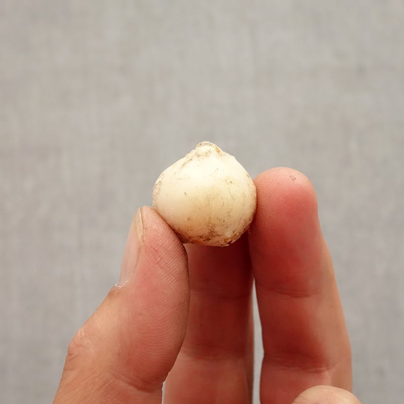 Esemplare di Allium unifolium - Aglio ornamentale Bulbo taglia 5+ come consegnato in autunno