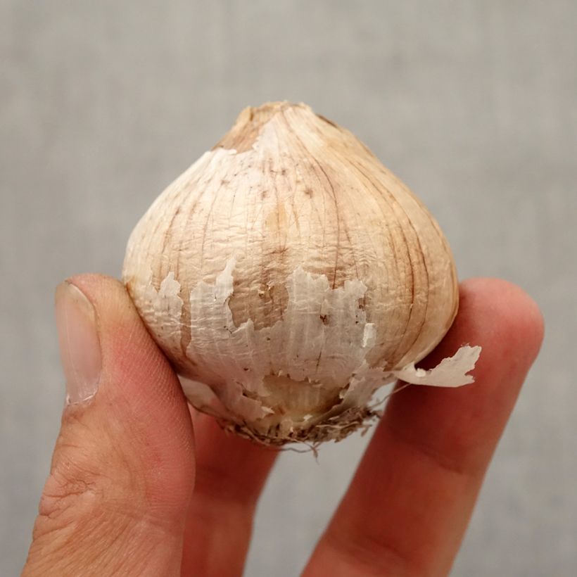 Esemplare di Allium christophii - Aglio ornamentale Bulbo taglia 12+ come consegnato in autunno