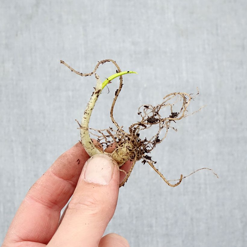 Aglio orsino (in vasetto) Piante piccole a radice nuda esemplare consegnato in inverno