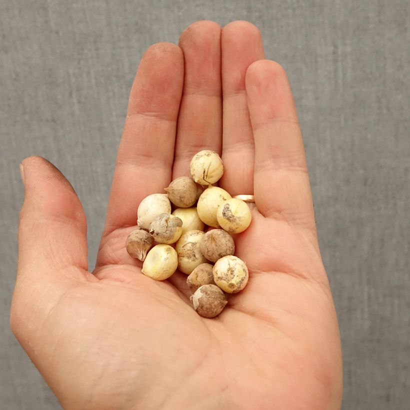 Esemplare di Allium Mix Nana - Aglio ornamentale Bulbo taglia 5+ come consegnato in autunno