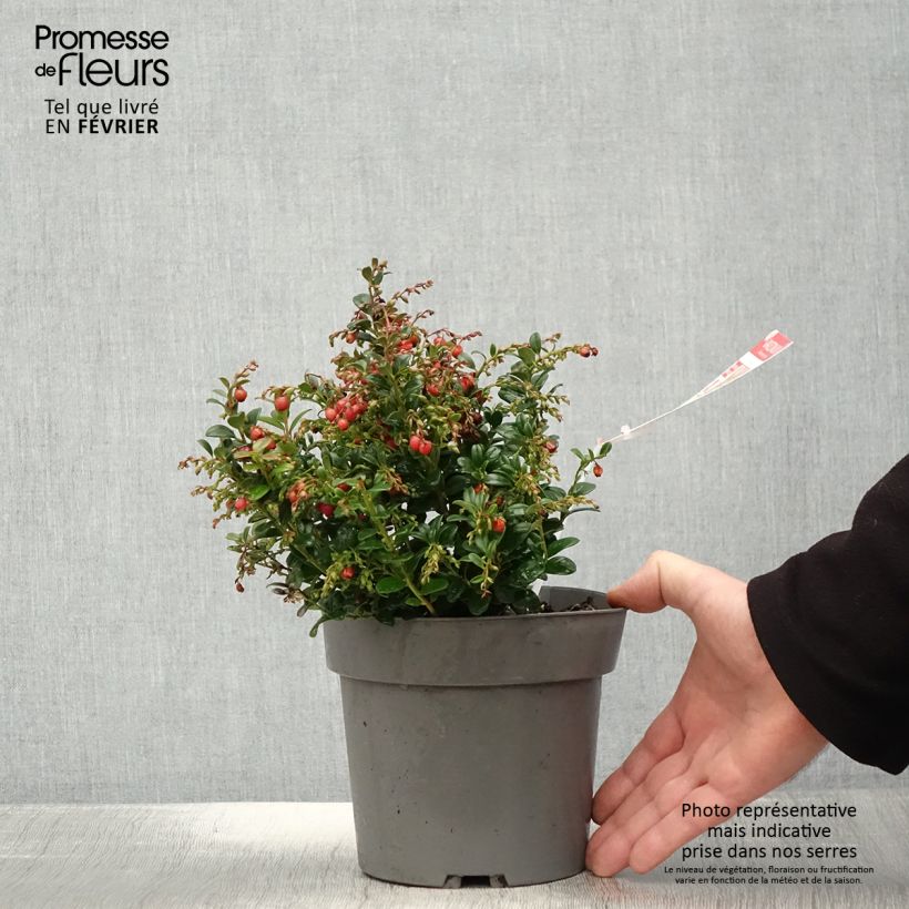 Mirtillo rosso - Red Candy Vaso da 1,5L/2L, A cespuglio esemplare consegnato in inverno