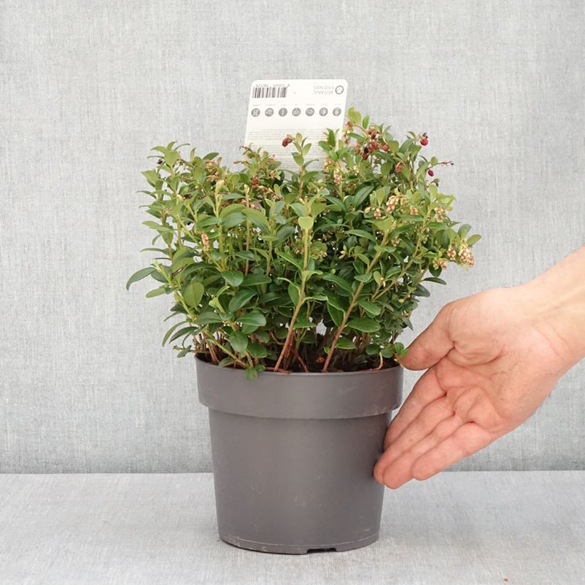 Mirtillo rosso - Red Candy Vaso da 1,5L/2L, A cespuglio esemplare consegnato in primavera