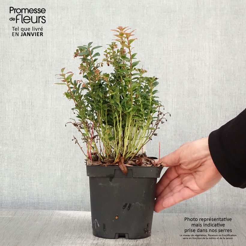 Mirtillo rosso - Red Pearl Vaso da 2L/3L esemplare consegnato in inverno