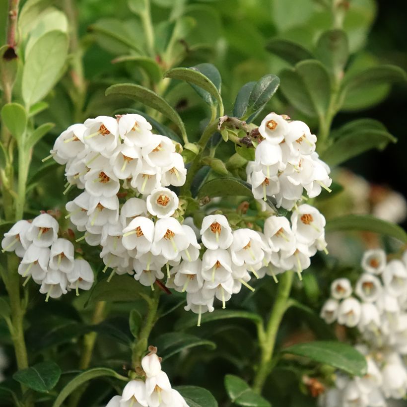 Vaccinium vitis idaea - Mirtillo rosso (Fioritura)