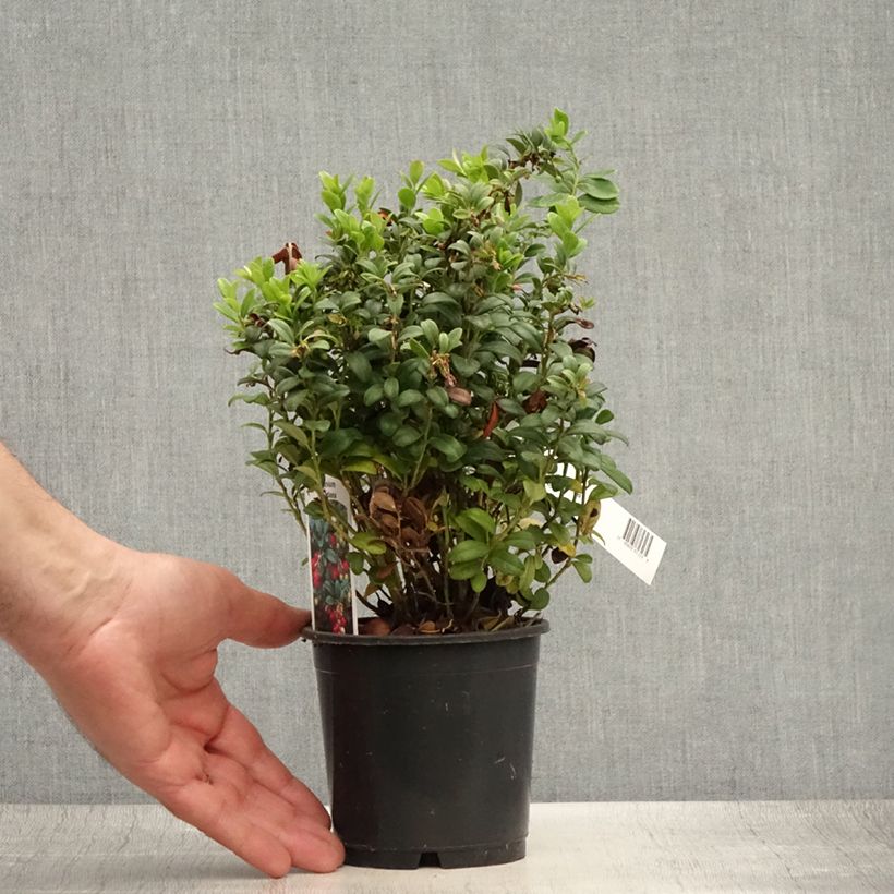 Esemplare di Vaccinium vitis idaea - Mirtillo rosso Vaso da 1,5L/2L consegnato in estate