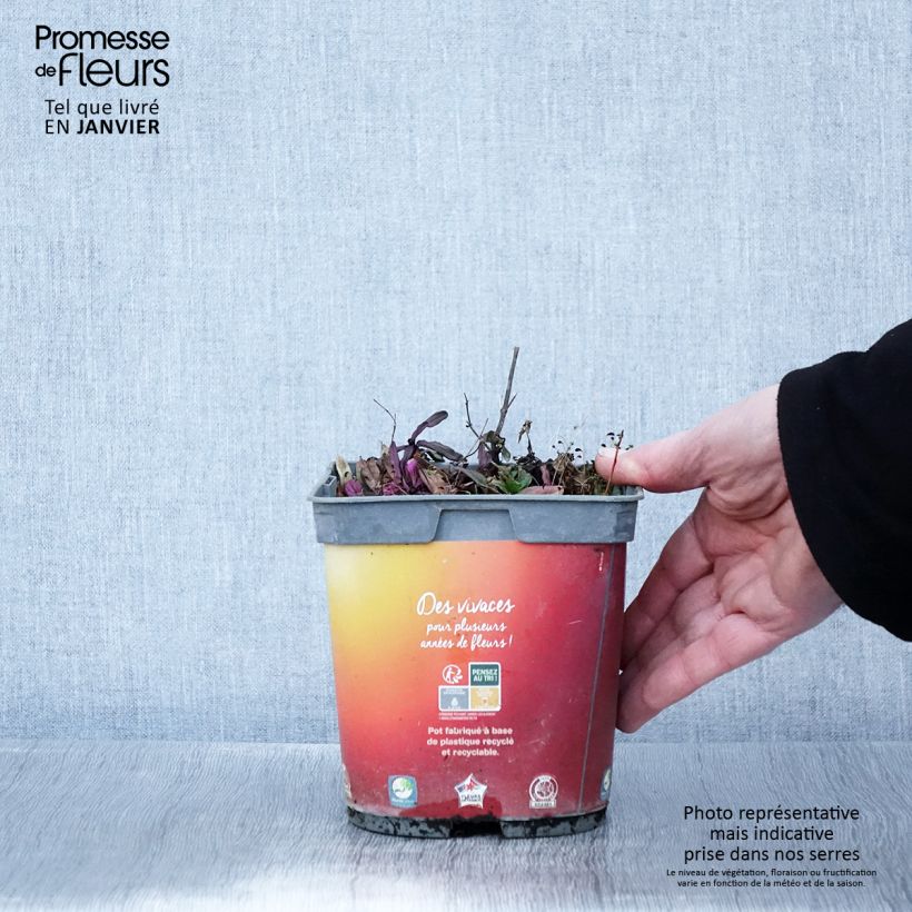 Ajuga Feathered Friends Fancy Finch - Bugola Vaso da 2L/3L esemplare consegnato in inverno