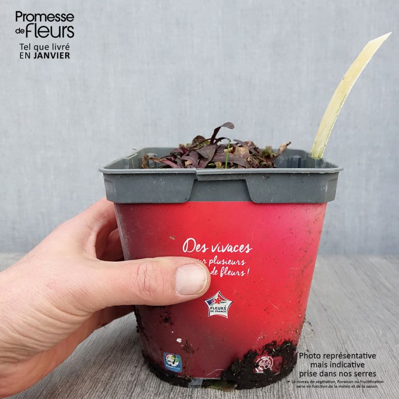 Ajuga Noble Nightingale - Bugola Vaso da 2L/3L esemplare consegnato in inverno