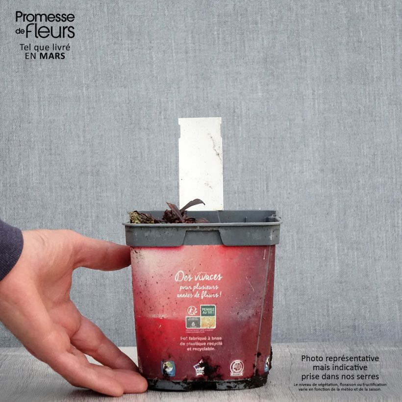 Ajuga Noble Nightingale - Bugola Vaso da 2L/3L esemplare consegnato in primavera