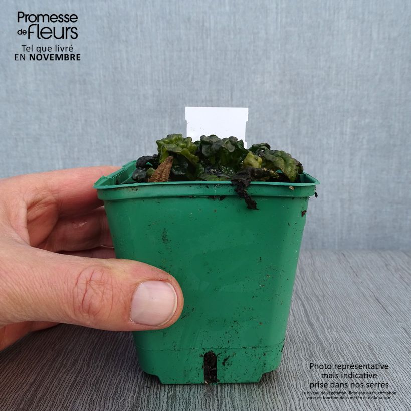 Esemplare di Ajuga pyramidalis Metallica Crispa - Iva piramidale Vasetto da 8/9 cm come consegnato in autunno