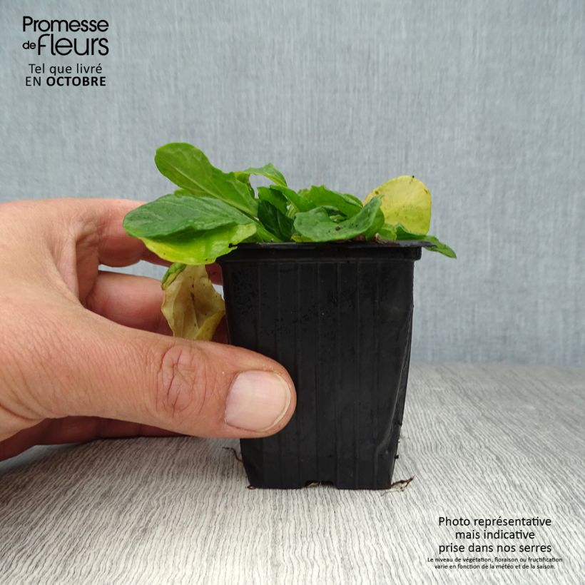 Esemplare di Ajuga reptans Alba - Bugola bianca Vasetto da 7/8 cm come consegnato in autunno