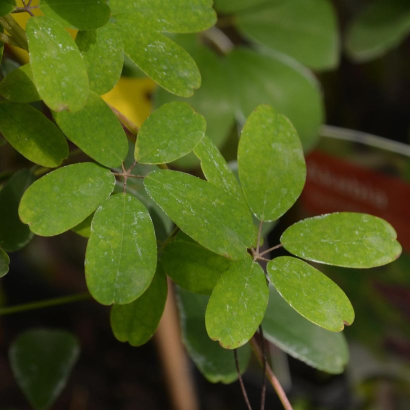 Akebia quinata - Akebia a cinque foglie (Fogliame)