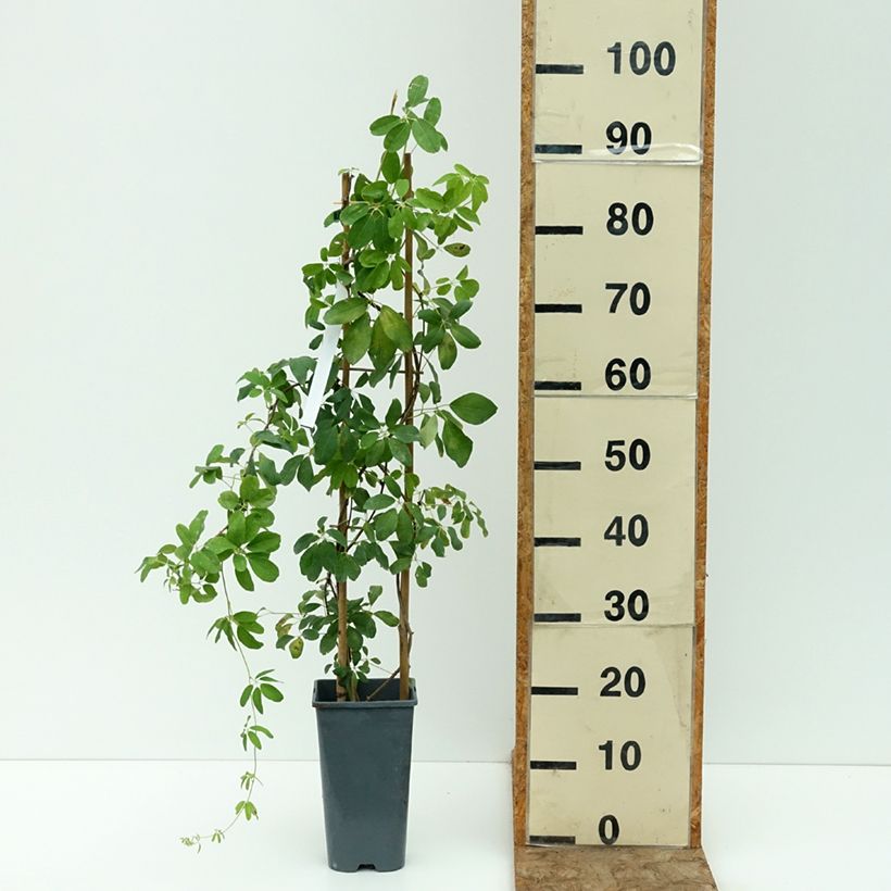 Esemplare di Akebia quinata Alba - Akebia a cinque foglie Vaso da 3L/4L consegnato in estate
