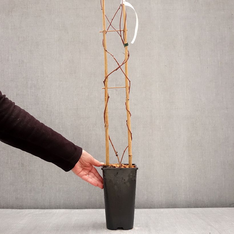 Akebia quinata Alba - Akebia a cinque foglie Vaso da 3L/4L esemplare consegnato in inverno