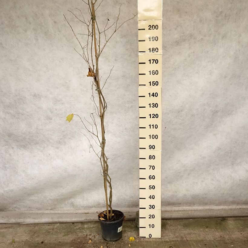 Esemplare di Alangium chinense Vaso da 7,5L/10L come consegnato in autunno