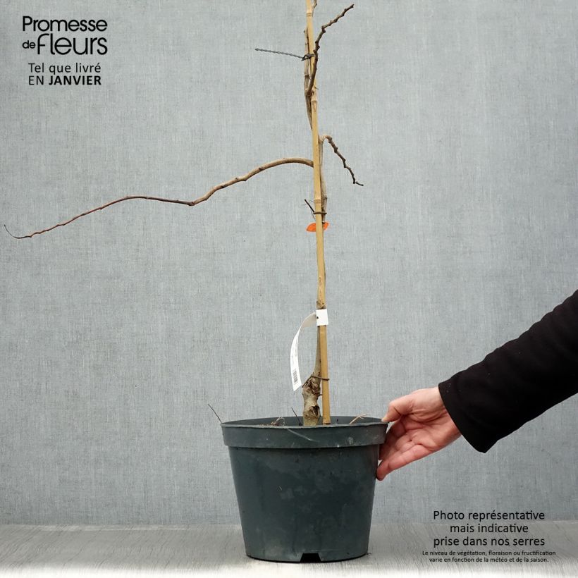 Albizia julibrissin Chocolate Fountain - Acacia di Costantinopoli Vaso da 7,5L/10L esemplare consegnato in inverno