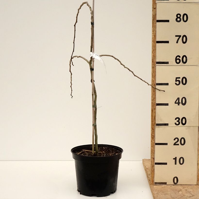 Albizia julibrissin Chocolate Fountain - Acacia di Costantinopoli Vaso da 7,5L/10L esemplare consegnato in primavera