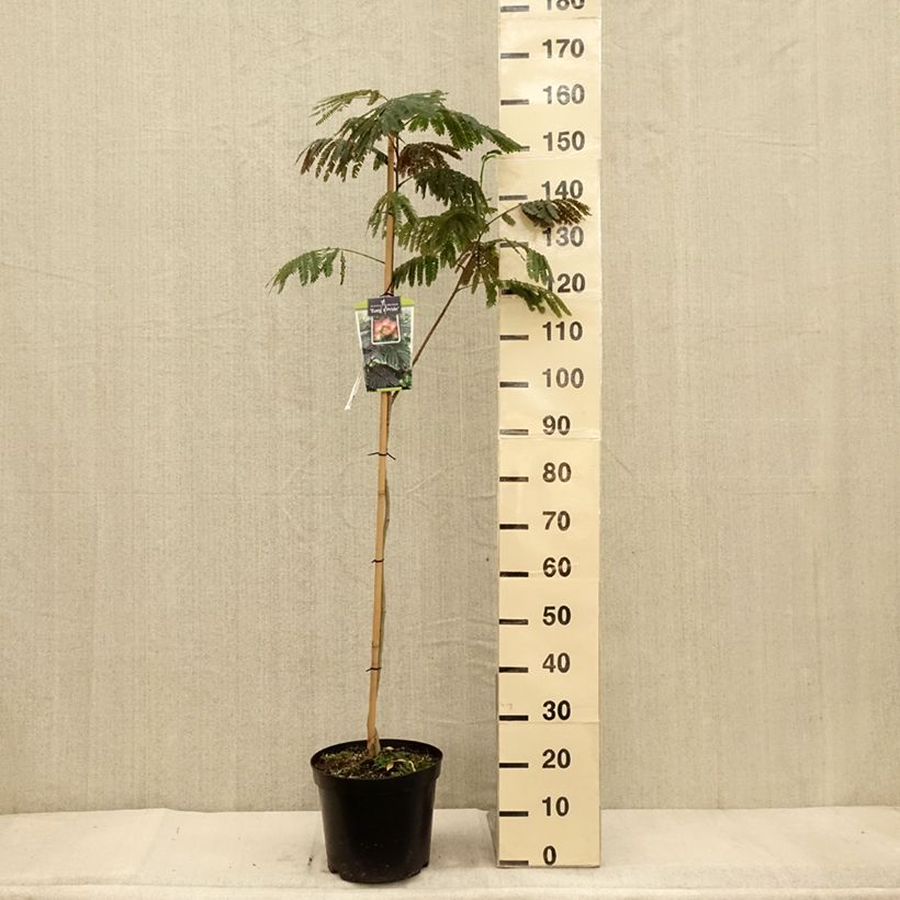 Esemplare di Albizia julibrissin Evey's Pride - Acacia di Costantinopoli Vaso da 7,5L/10L come consegnato in autunno