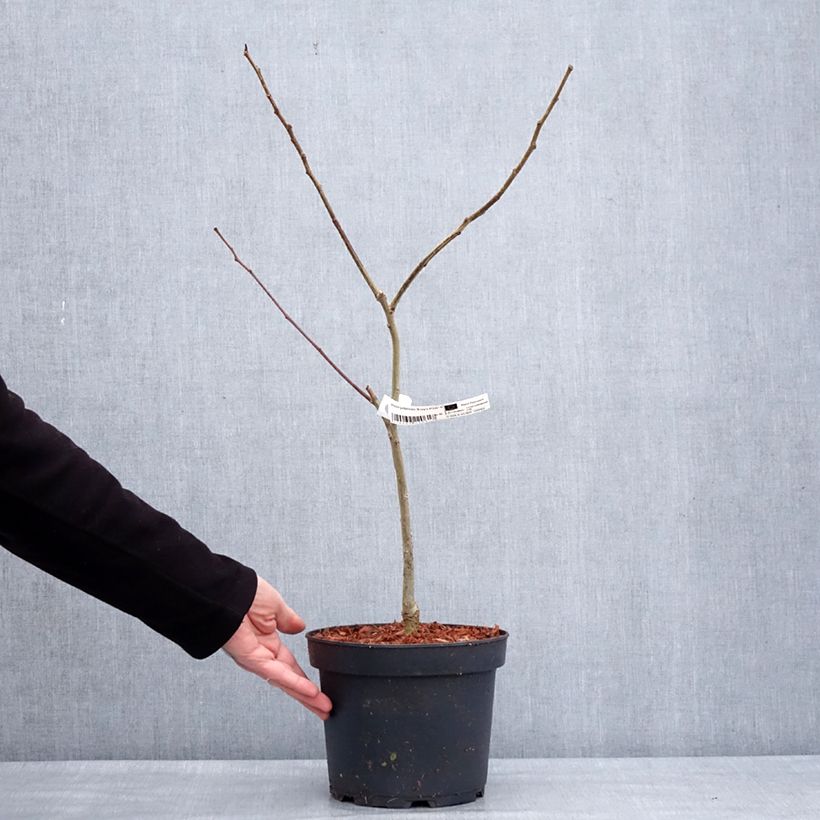 Albizia julibrissin Evey's Pride - Acacia di Costantinopoli Vaso da 4L/5L esemplare consegnato in inverno