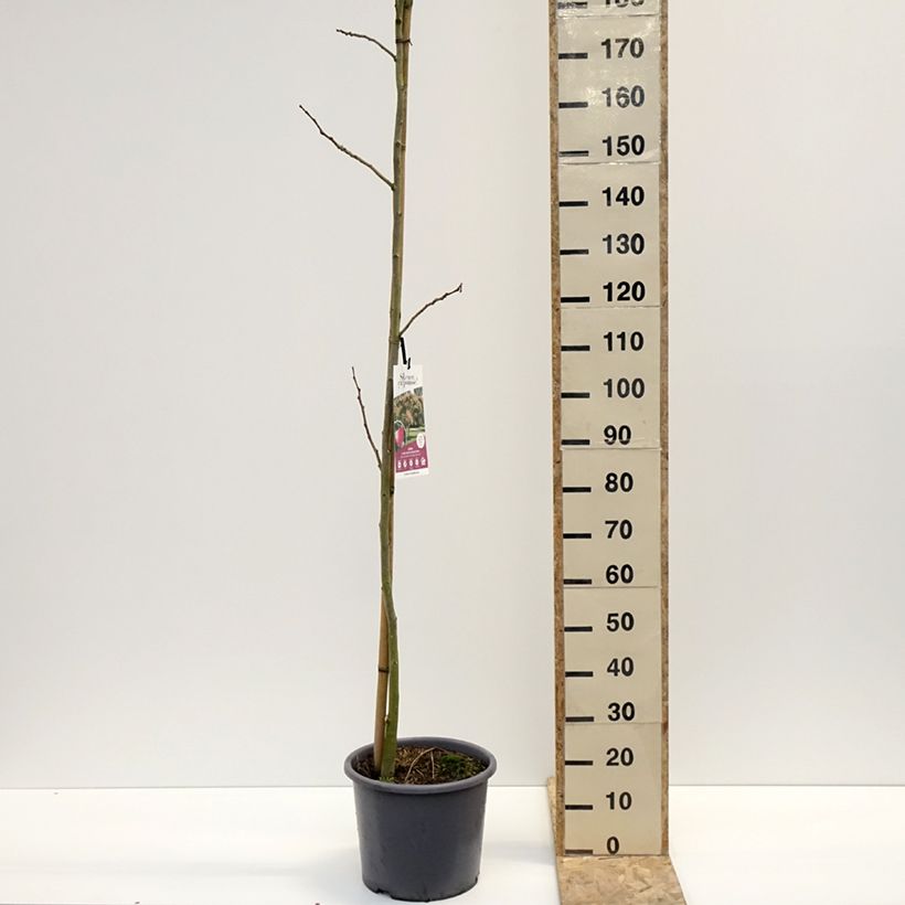 Albizia julibrissin Rouge Selection - Acacia di Costantinopoli Vaso da 12L/15L esemplare consegnato in inverno