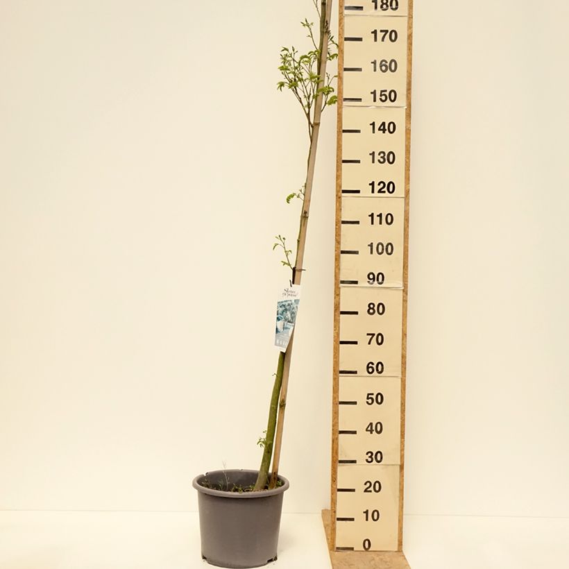 Albizia julibrissin Rouge Selection - Acacia di Costantinopoli Vaso da 12L/15L, Astone alto esemplare consegnato in primavera