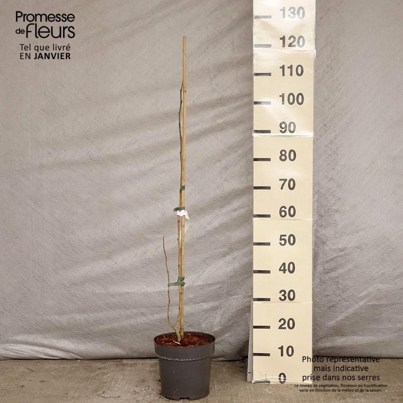 Albizzia julibrissin Summer Chocolate - Acacia di Costantinopoli Vaso da 7,5L/10L esemplare consegnato in inverno