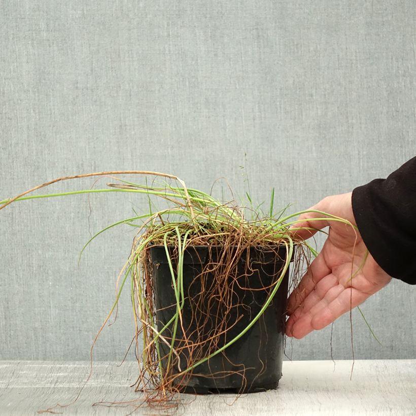 Esemplare di Albuca shawii Vaso da 3L/4L come consegnato in autunno