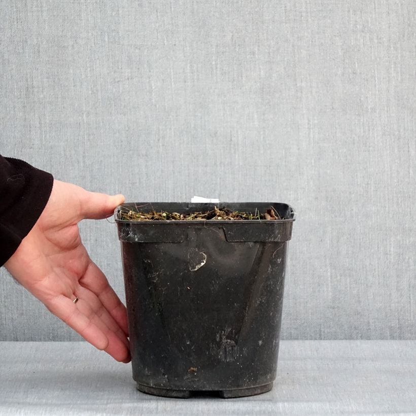 Albuca shawii Vaso da 3L/4L esemplare consegnato in inverno