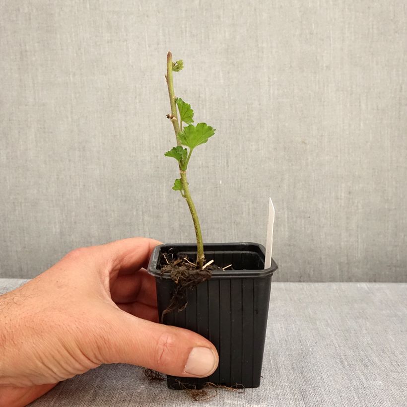 Esemplare di Alcalthaea suffrutescens Parkallee Vasetto da 8/9 cm come consegnato in autunno