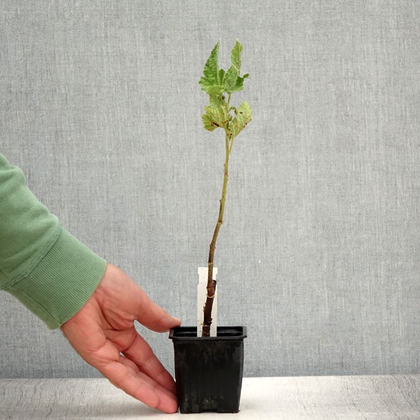 Esemplare di Alcalthaea suffrutescens Parkallee Vasetto da 8/9 cm consegnato in estate