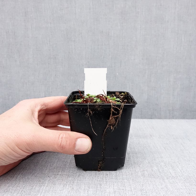 Alcea ficifolia Las Vegas - Malvarosa Vasetto da 8/9 cm esemplare consegnato in inverno