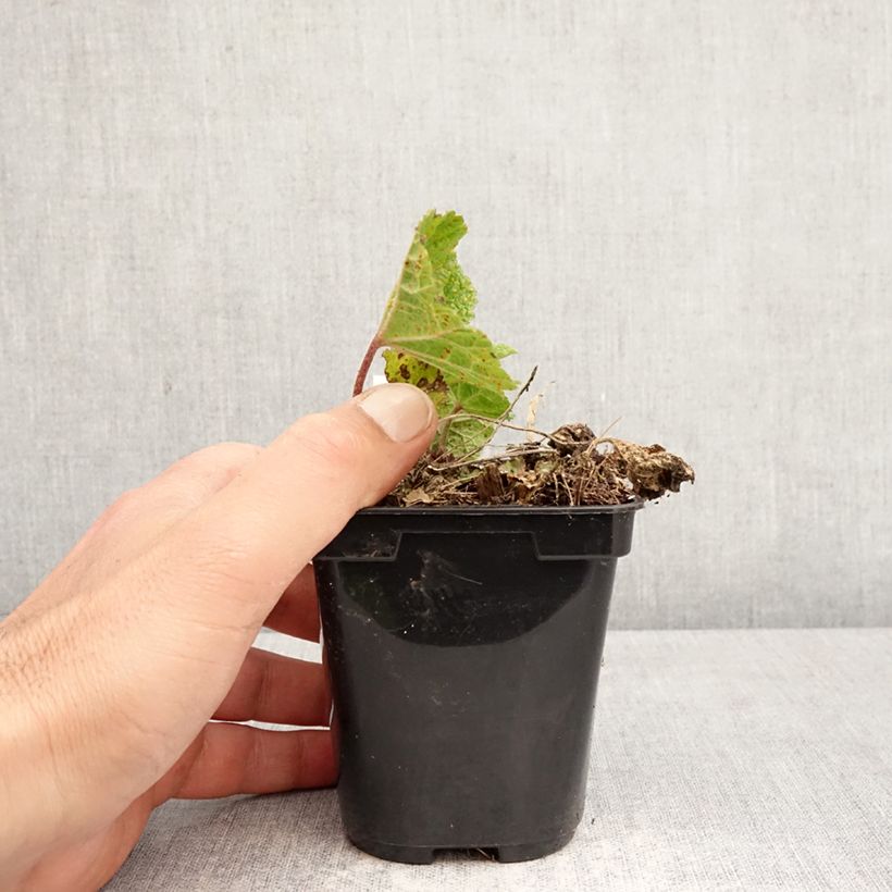 Alcea ficifolia Las Vegas - Malvarosa Vasetto da 8/9 cm esemplare consegnato in primavera
