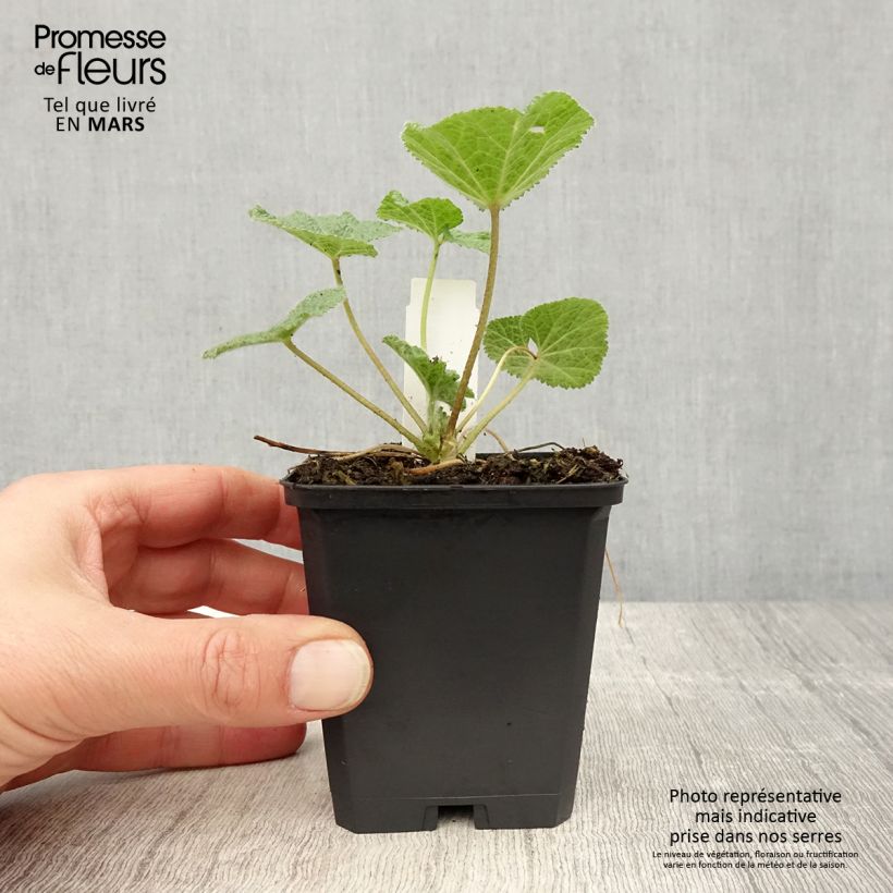 Alcea ficifolia - Malvarosa Vasetto da 8/9 cm esemplare consegnato in primavera
