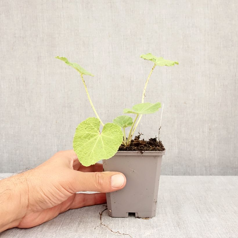 Esemplare di Alcea rosea Simplex - Malvarosa Vasetto da 7/8 cm come consegnato in autunno