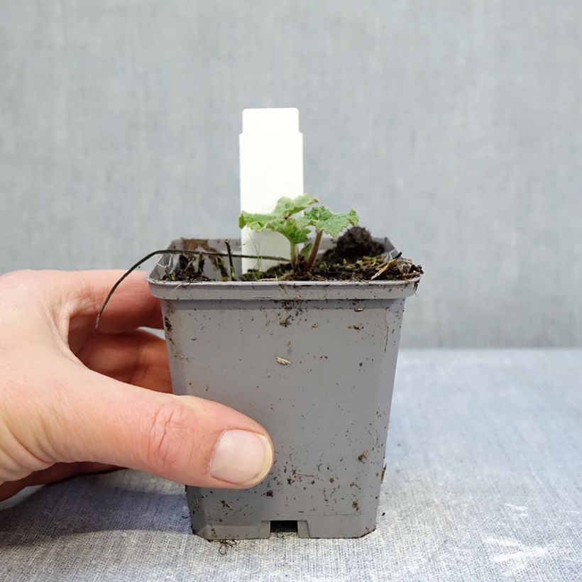 Alcea rosea Simplex - Malvarosa Vasetto da 7/8 cm esemplare consegnato in inverno