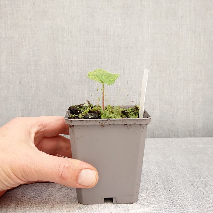 Alcea rosea Simplex - Malvarosa Vasetto da 7/8 cm esemplare consegnato in primavera