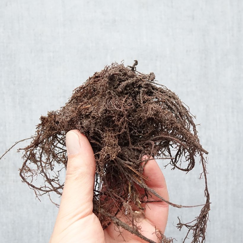 Alchemilla epipsila Piante piccole a radice nuda esemplare consegnato in inverno