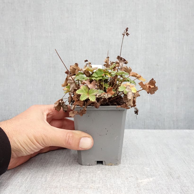 Esemplare di Alchemilla erythropoda Vasetto da 8/9 cm come consegnato in autunno