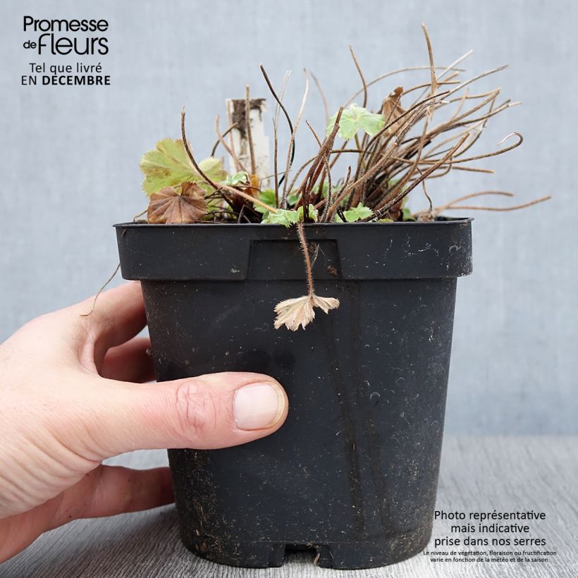 Esemplare di Alchemilla mollis Vaso da 2L/3L come consegnato in autunno