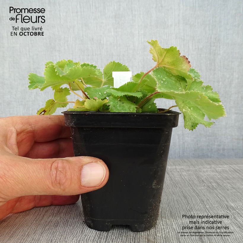 Esemplare di Alchemilla mollis Thriller Vasetto da 8/9 cm come consegnato in autunno