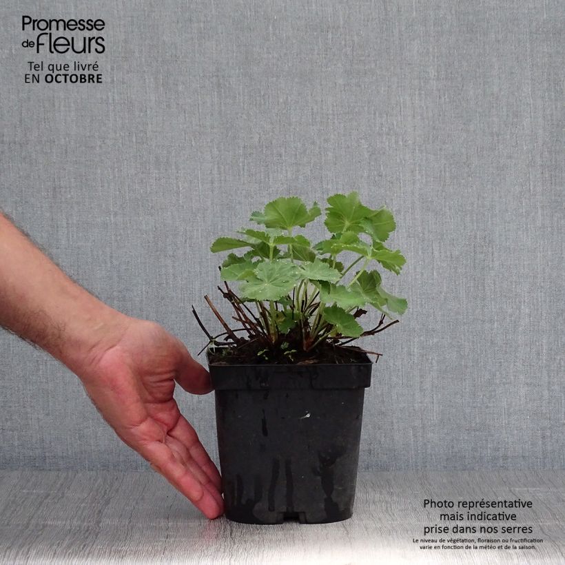Esemplare di Alchemilla mollis Thriller Vaso da 2L/3L come consegnato in autunno