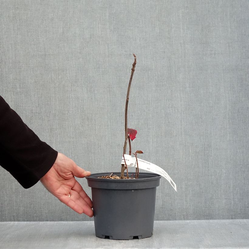 Esemplare di Alchornea davidii Vaso da 3L/4L come consegnato in autunno