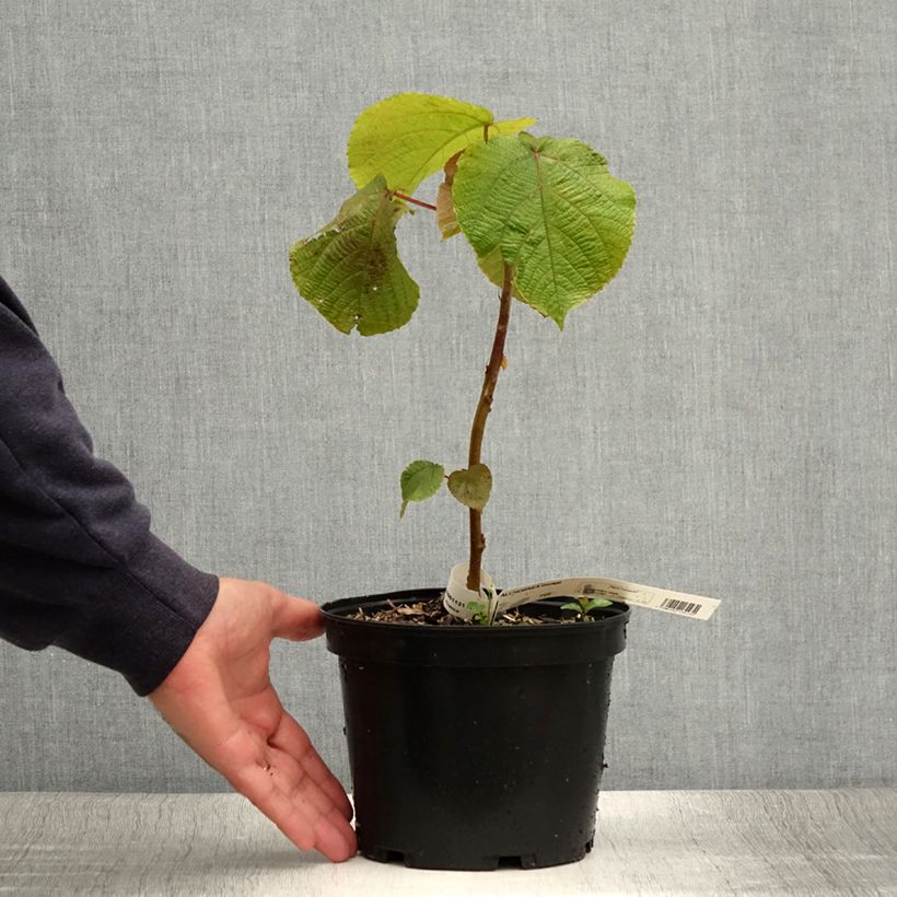 Esemplare di Alchornea davidii Vaso da 3L/4L consegnato in estate